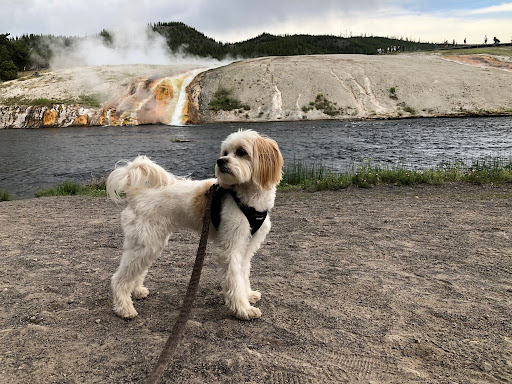 Mr. DeBois Leaves Mills to Pursue Dog’s Modeling Career
