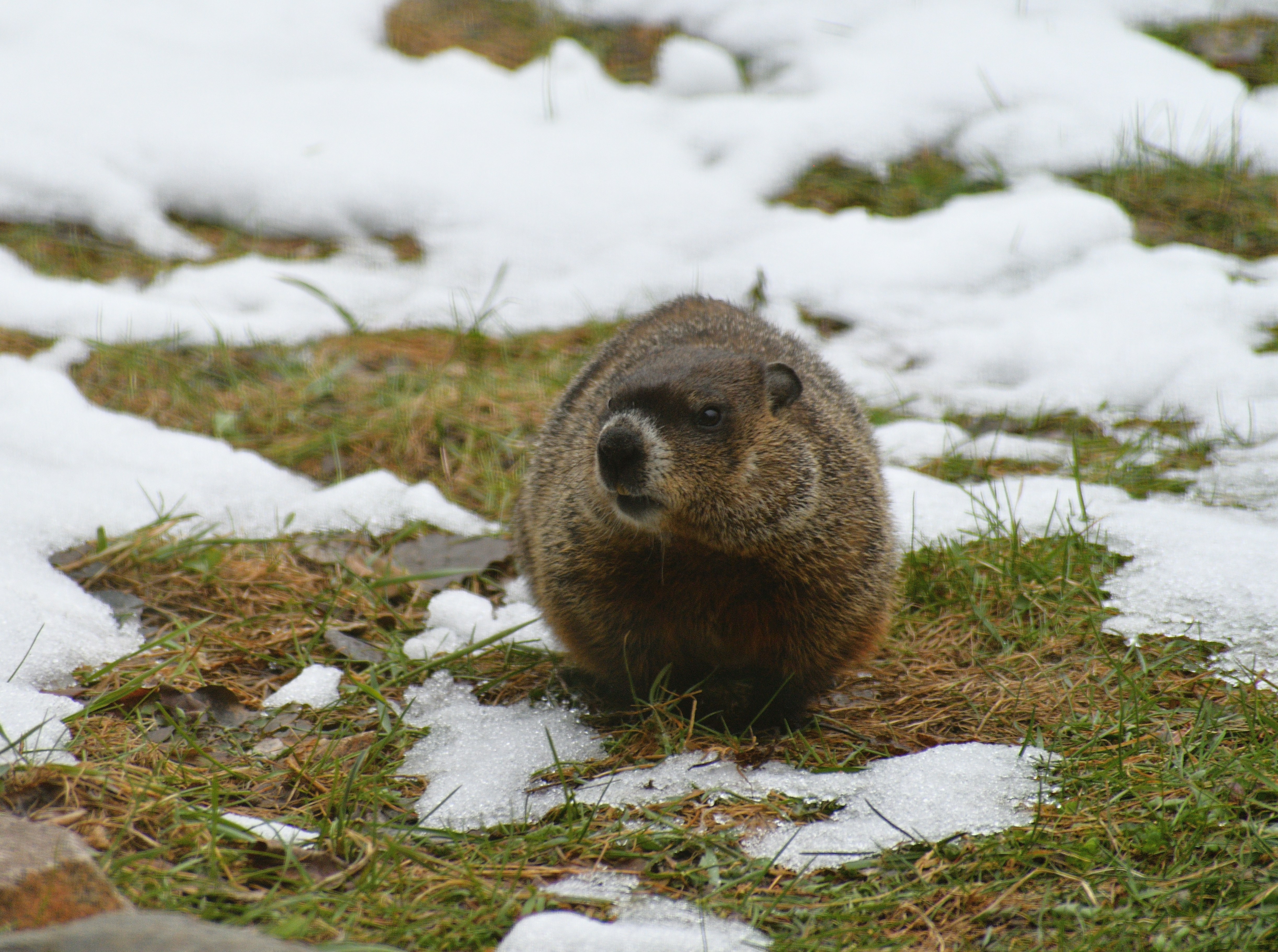 Origins of Groundhog Day