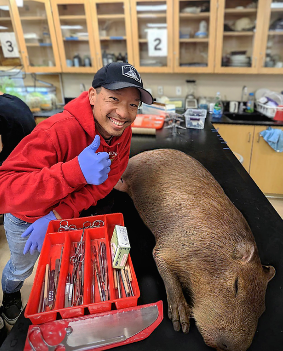 Dead Capybara Found on Highway 280—Mr. Wang Recovers It for Dissection